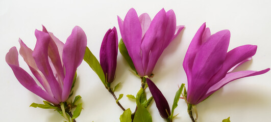 Bouqet with magnolia flowers close-up on a white background