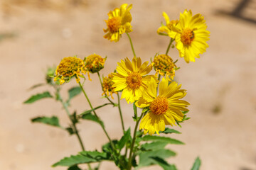 The bush with the yellow chrysanthemum coronarium