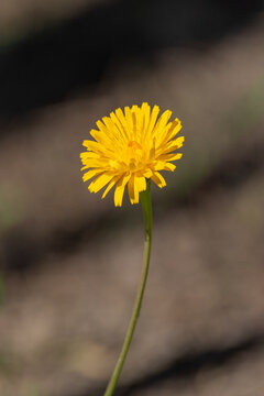 Vertical view on the beautiful yellow dandelion flower