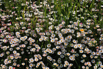 Daisies flowers with grass background 