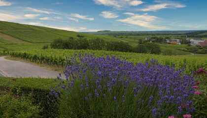 Lavendel im Elass oberhalb von Dambach la Ville