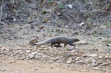 Obraz premium Ranthambore national park in India