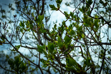 Nature
