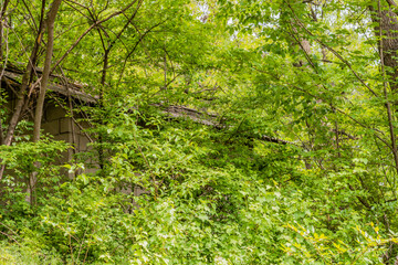 Shed concealed by tree branches.
