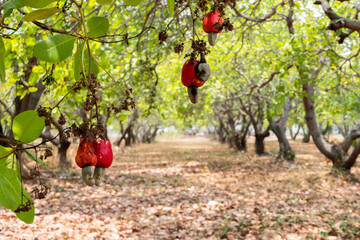 Red cashews on trees in the garden