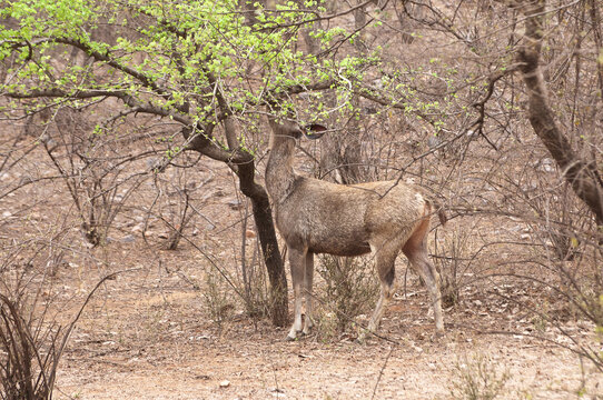 Ranthambore national park in India