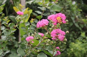 Flowers, Lagerstroemia indica Pink, Beautiful Yellow Stamens