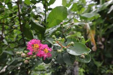 Flowers, Lagerstroemia indica Pink, Beautiful Yellow Stamens