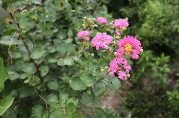 Obraz premium Flowers, Lagerstroemia indica Pink, Beautiful Yellow Stamens
