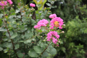 Flowers, Lagerstroemia indica Pink, Beautiful Yellow Stamens