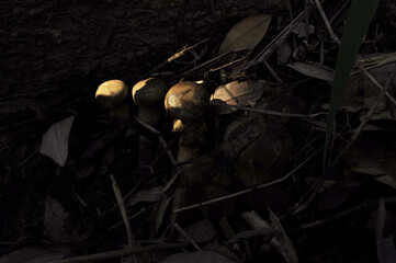 Naturally occurring, edible mushrooms, bolete, thaeogyroporus porentosus