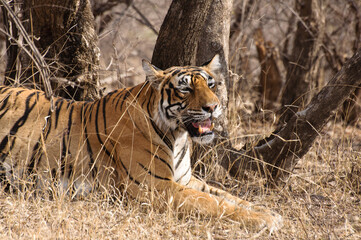 Fototapeta premium Ranthambore national park in India