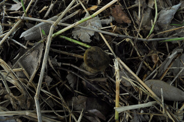 Naturally occurring, edible mushrooms, bolete, thaeogyroporus porentosus