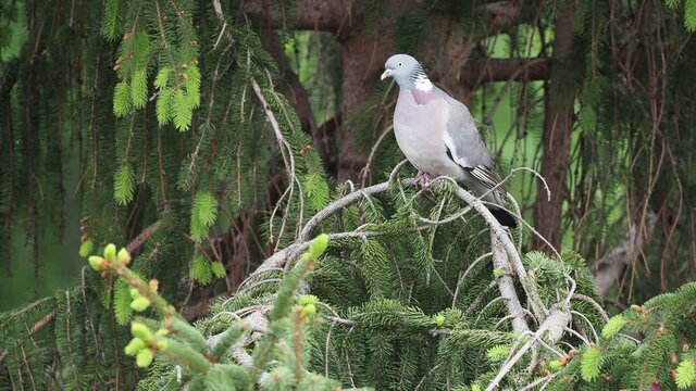Wood Pigeon (Columba palumbus) perched on a branch