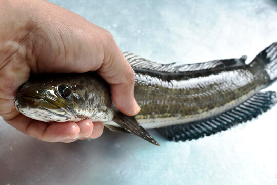 Plump snakefish in dark color in the hands of the chef.