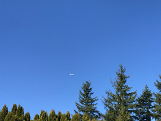 Plane in a blue sky above pines