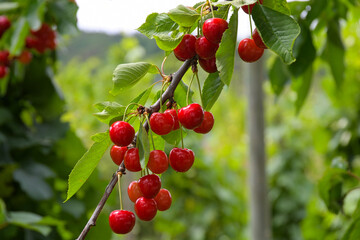 Kirschen im Elsass im Frühsommer