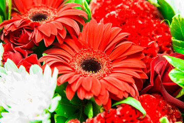 Closeup photo of fresh red gerber daisy