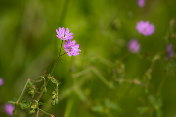 flowers on a spring meadow