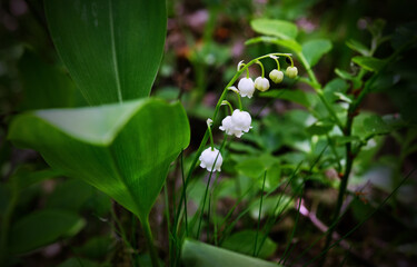 Lilies of the valley in the forest