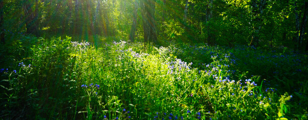 Nature background. Forest on a sunny summer evening. Green grass, trees and flowers in the sunset light. Forest glade in the sunlight. Light and shadow.
