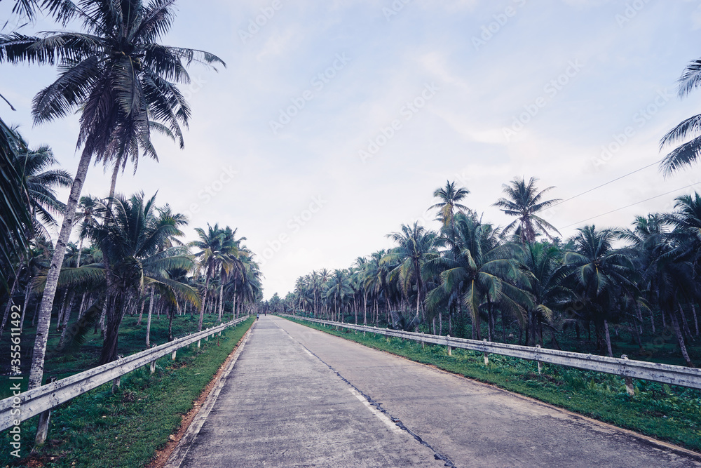 Wall mural empty road with coconut palm trees.