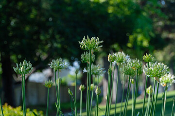 wild flowers in the park