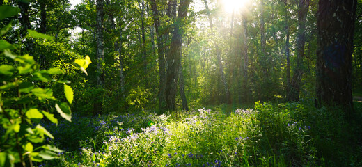 Forest on a sunny summer evening. Green grass, trees and flowers in the sunset light. Forest glade in the sunlight. Light and shadow. Sun rays through the trees.