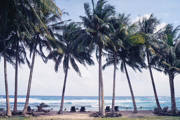 Obraz premium Tropical landscape. Sand beach with coconut palm trees.