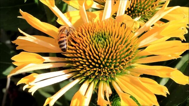 bee macro on yellow flower, background
