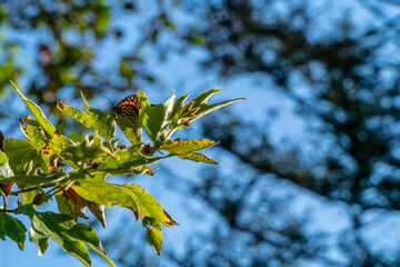 butterfly on a branch