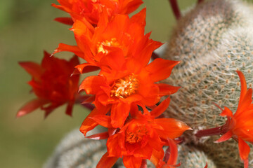 A group of pretty flowering Cactus, Rebutia lima naranja.