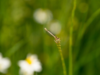 Dragonfly on a meadow in the grass