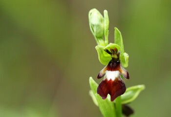 A beautiful rare wild Fly Orchid, Ophrys insectifera, growing in a meadow in the UK.