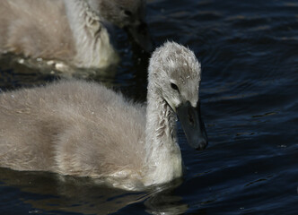 A cute Mute Swan cygnet, Cygnus olor, swimming on a lake in springtime.
