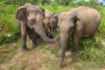 Fototapeta premium Wild Ceylon elephants closeup on a sunny day. Sri Lanka