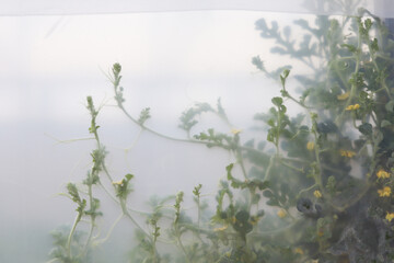 Plantas de sandía trepando por el plástico en el interior de un invernadero