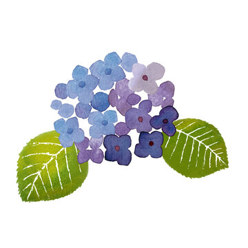 紫陽花-青紫-01