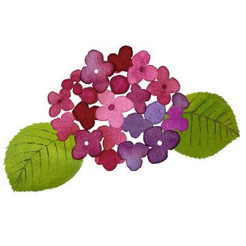紫陽花-赤紫-01