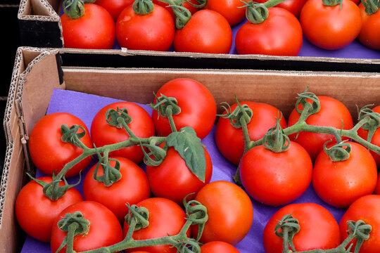 tomates rama maduros en la caja para llevar al mercado