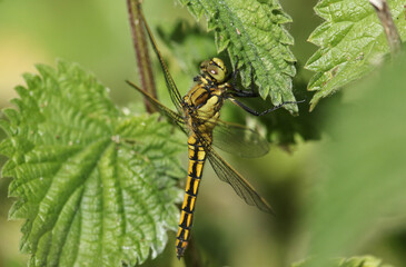 A beautiful Black-tailed Skimmer, Dragonfly, Orthetrum cancellatum, perching on stinging nettle leaf.