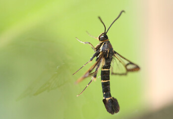 A magnificent Currant Clearwing Moth, Synanthedon tipuliformis, perching on a window.