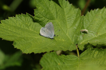 A rare Small Blue Butterfly, Cupido minimus, perching on a bramble leaf.