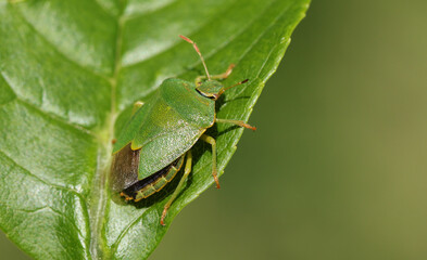 A pretty Common Green Shieldbug, Palomena prasina, perching on a leaf.