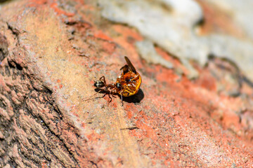 The duel of an ant and a ladybug.