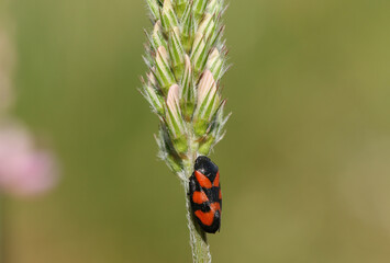 A tiny Red-and-black Froghopper, Cercopis vulnerata, perching on a Sainfoin flower, onobrychis, in a meadow in the UK.