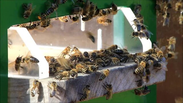 honey bees on hive
