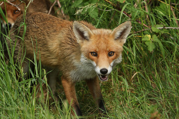 Naklejka na ściany i meble A cute male wild Red Fox, Vulpes vulpes, hunting in a field in spring.