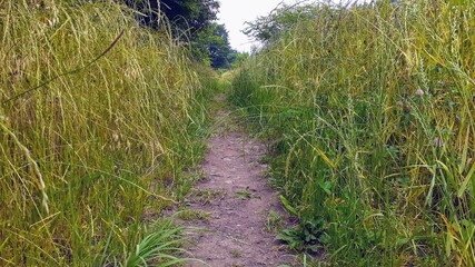 散歩道