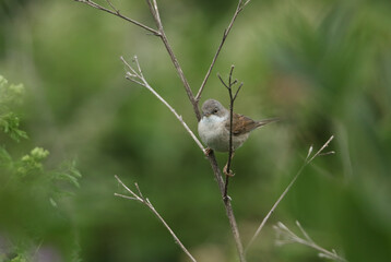 A beautiful Whitethroat, Sylvia communis, perching on a dead plant.